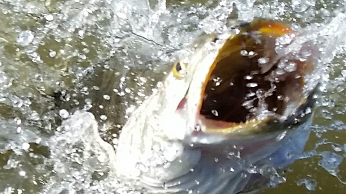 Bolivar Peninsula, East Galveston Bay Fishing Report.