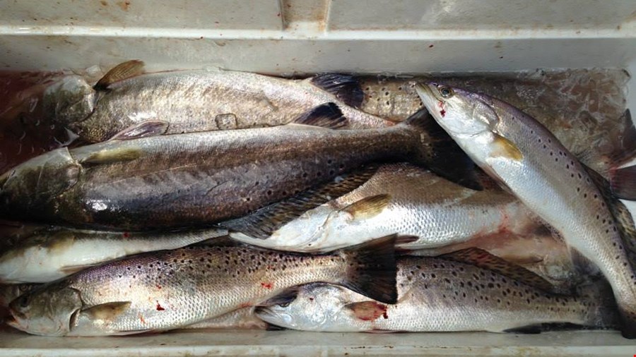 Crystal Beach Fishing Report for the Galveston bay Complex