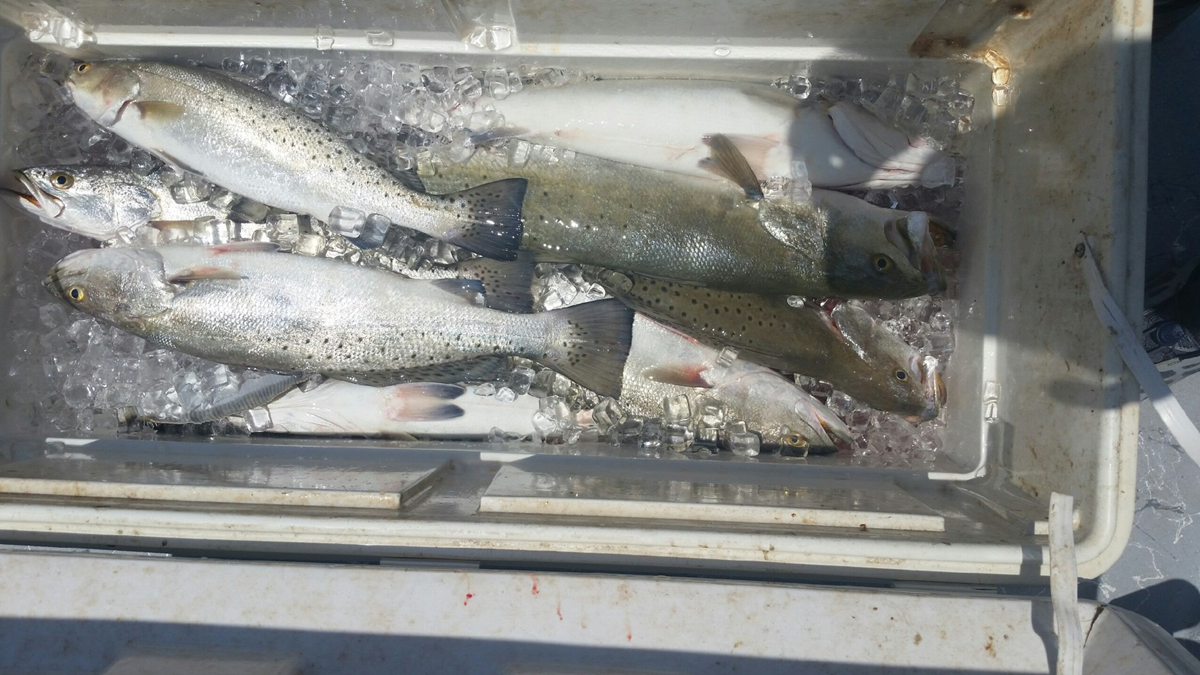 East Galveston Bay, Bolivar Peninsula Fishing Report