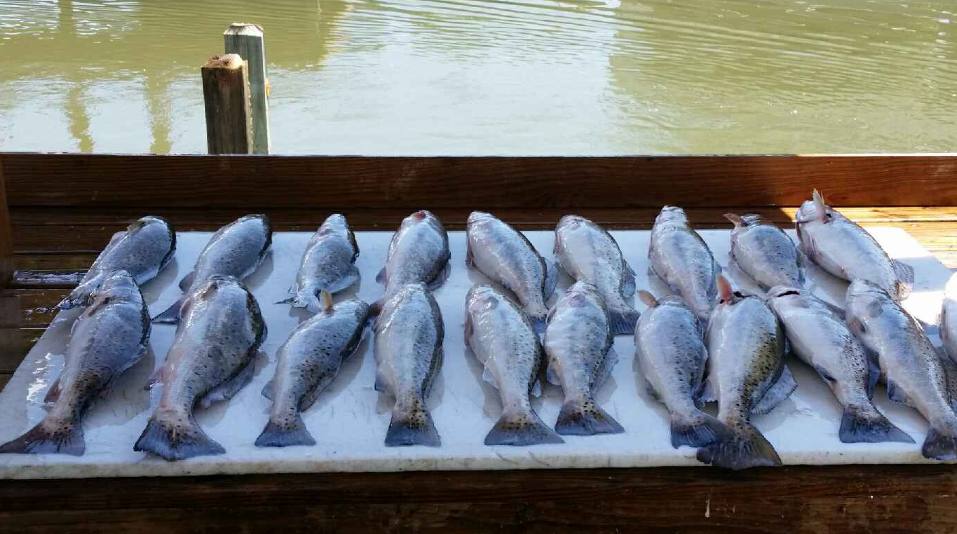 East Galveston Bay, Bolivar Peninsula Fishing Report