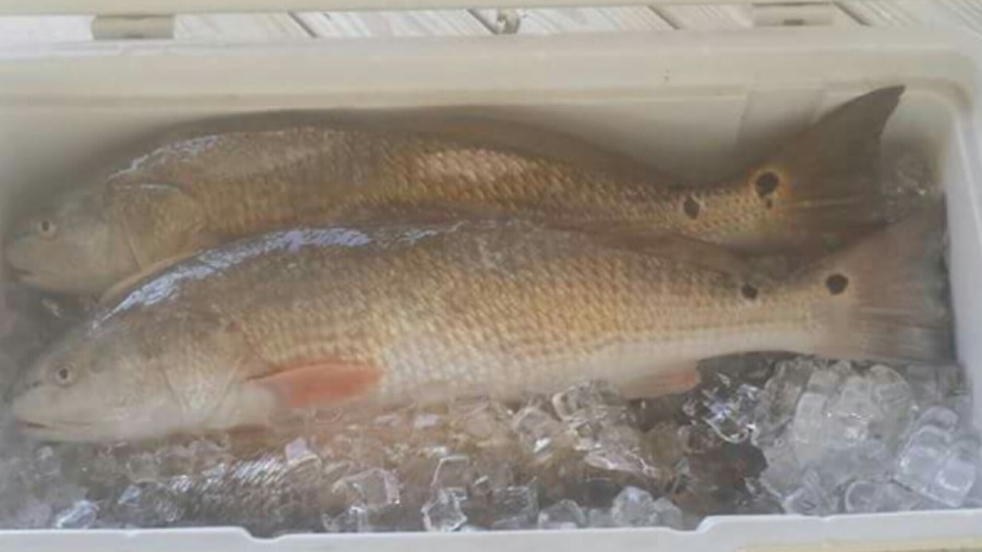 East Galveston Bay, Bolivar Peninsula Fishing Report