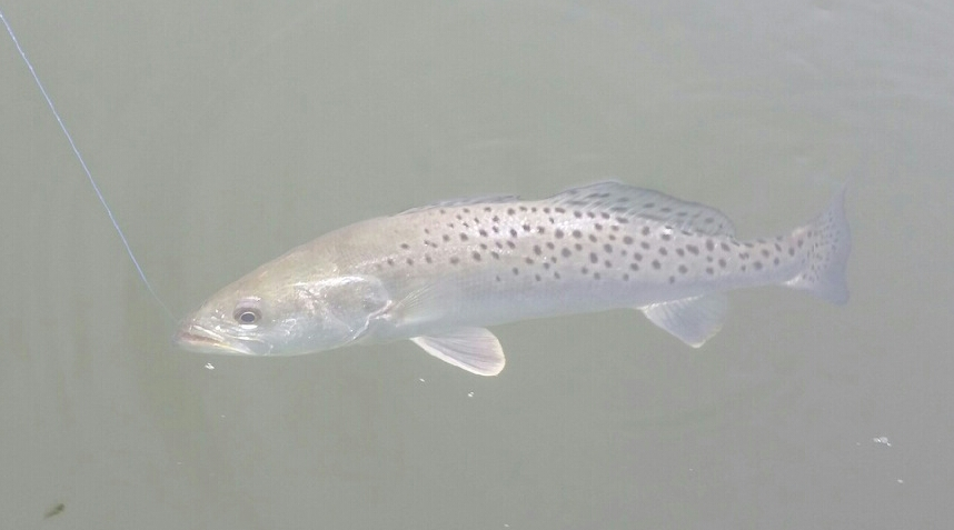 East Galveston Bay, Bolivar Peninsula Fishing Report