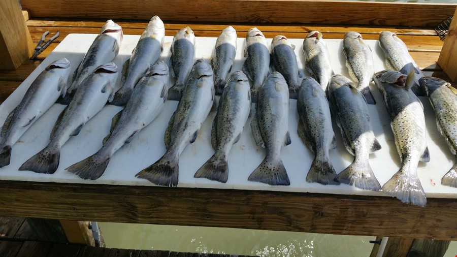 East Galveston Bay, Bolivar Peninsula Fishing Report