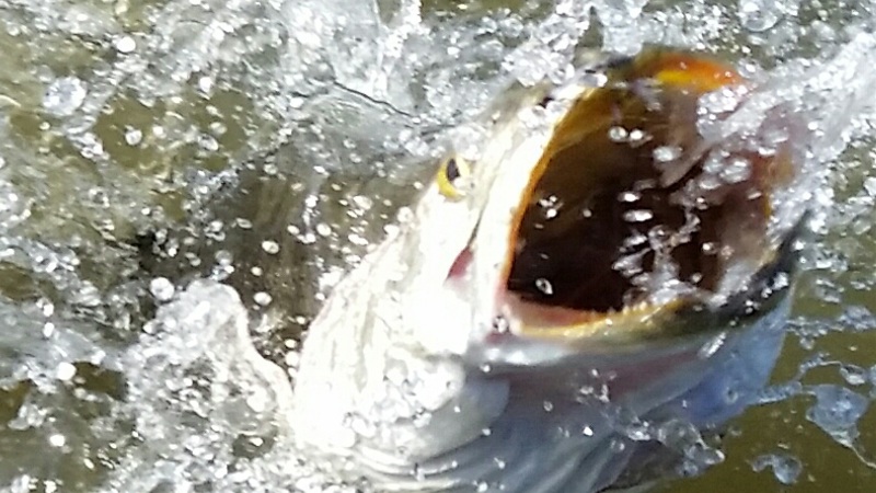 Galveston Bay Guided Fishing